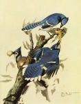 Графика Птицы BLUE JAY